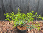Immergrüne Osmanthus burkwoodii