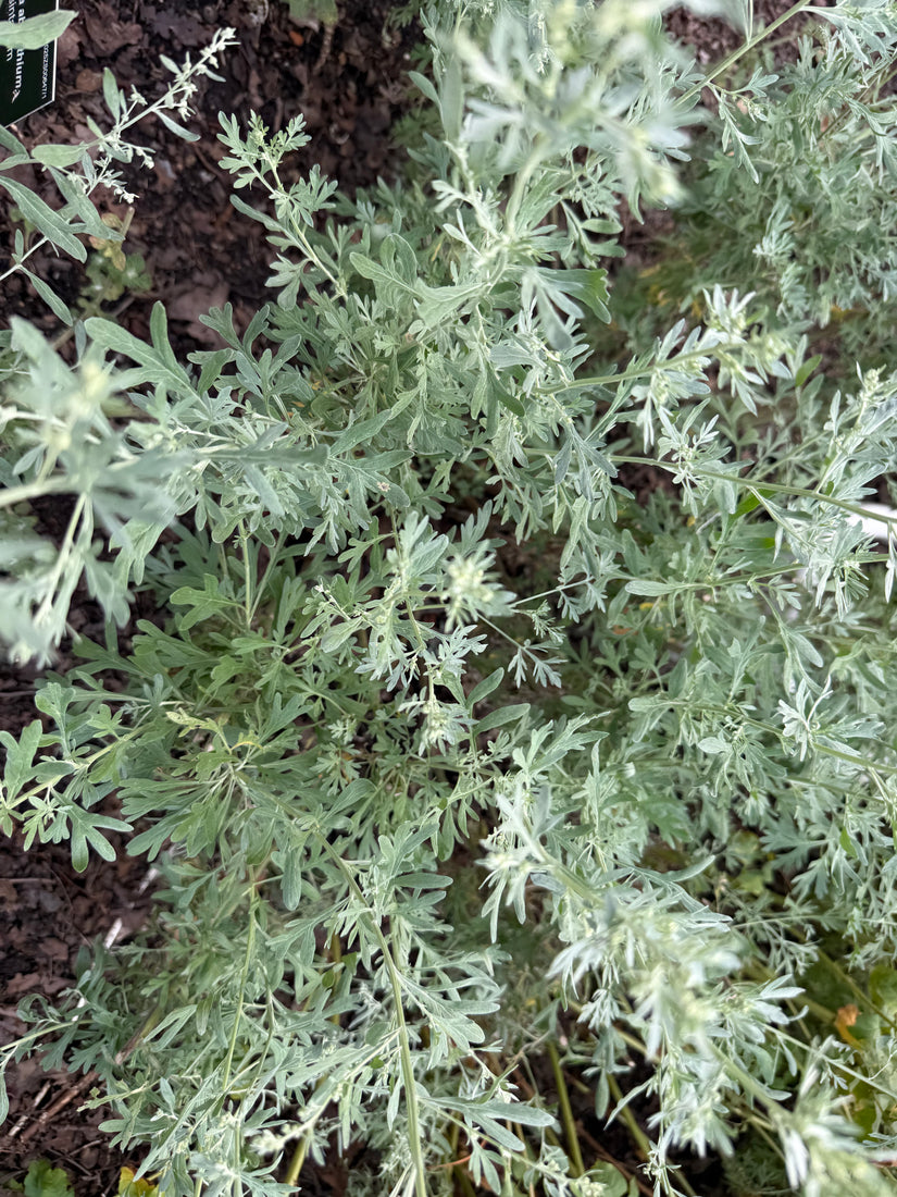 Wermut-Absinth – Artemisia absinthium