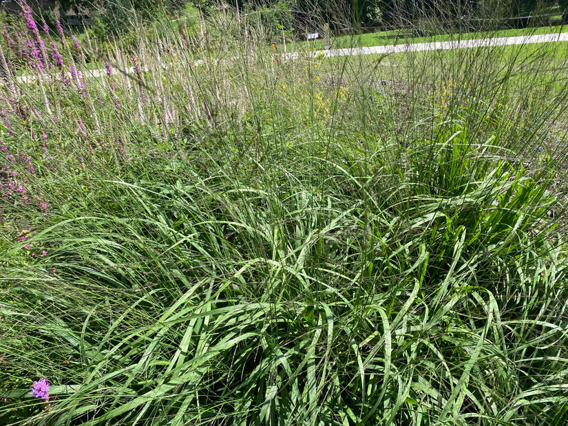 Pfeifenstroh - Molinia caerulea 'Moorhexe'