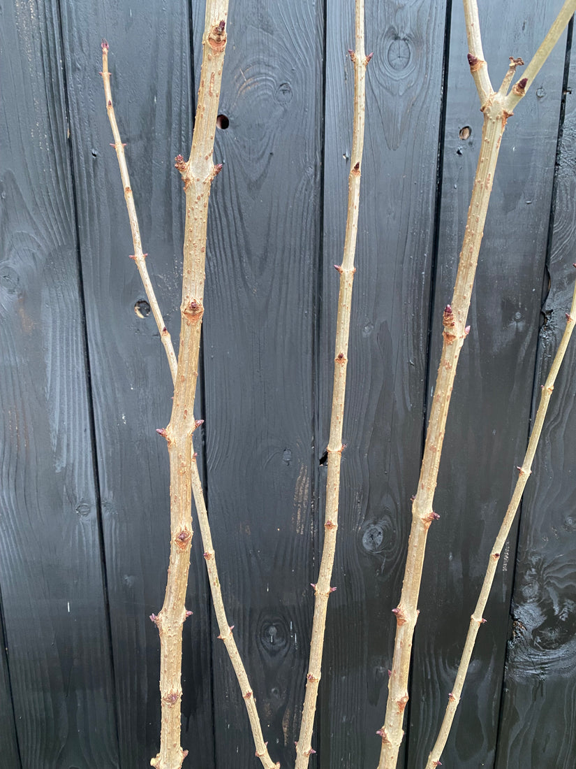 Schwarzer Holunder - Sambucus nigra 'Black Tower'