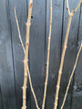 Schwarzer Holunder - Sambucus nigra 'Black Tower'