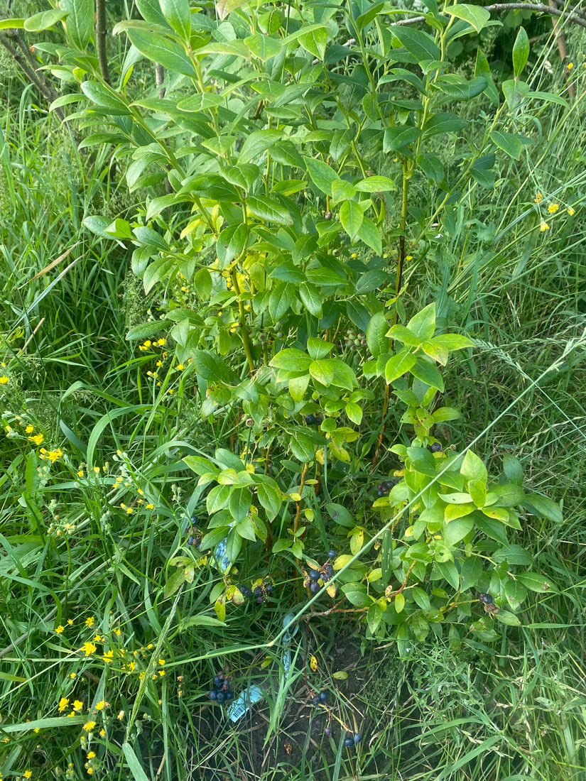 Heidelbeere - Vaccinium corymbosum 'Goldtraube 71'