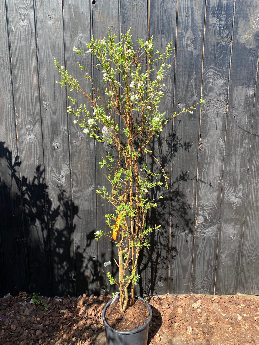 200-225 cm in c15 pot - foto april