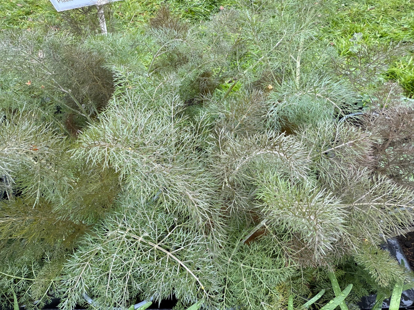 Fenchel - Foeniculum vulgare 'Giant Bronze'
