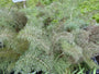 Fenchel - Foeniculum vulgare 'Giant Bronze'
