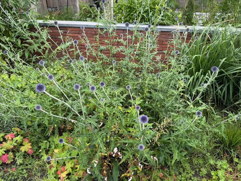 Bio-Kugeldistel - Echinops ritro 'Veitch's Blue'