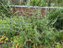 Bio-Kugeldistel - Echinops ritro 'Veitch's Blue'