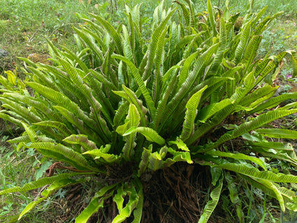 Bio-Zungenfarn – Asplenium Scolopendrium