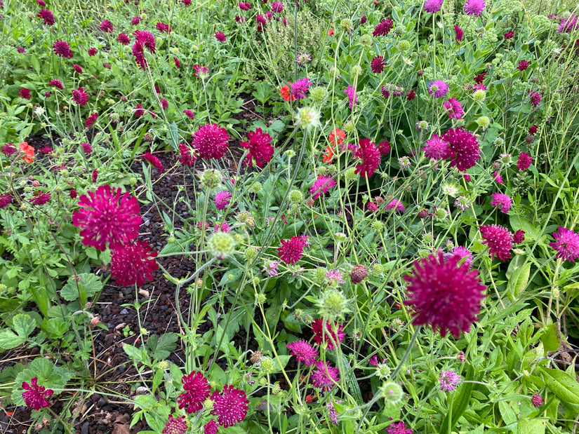 Wiesenkrone - Knautia macedonica