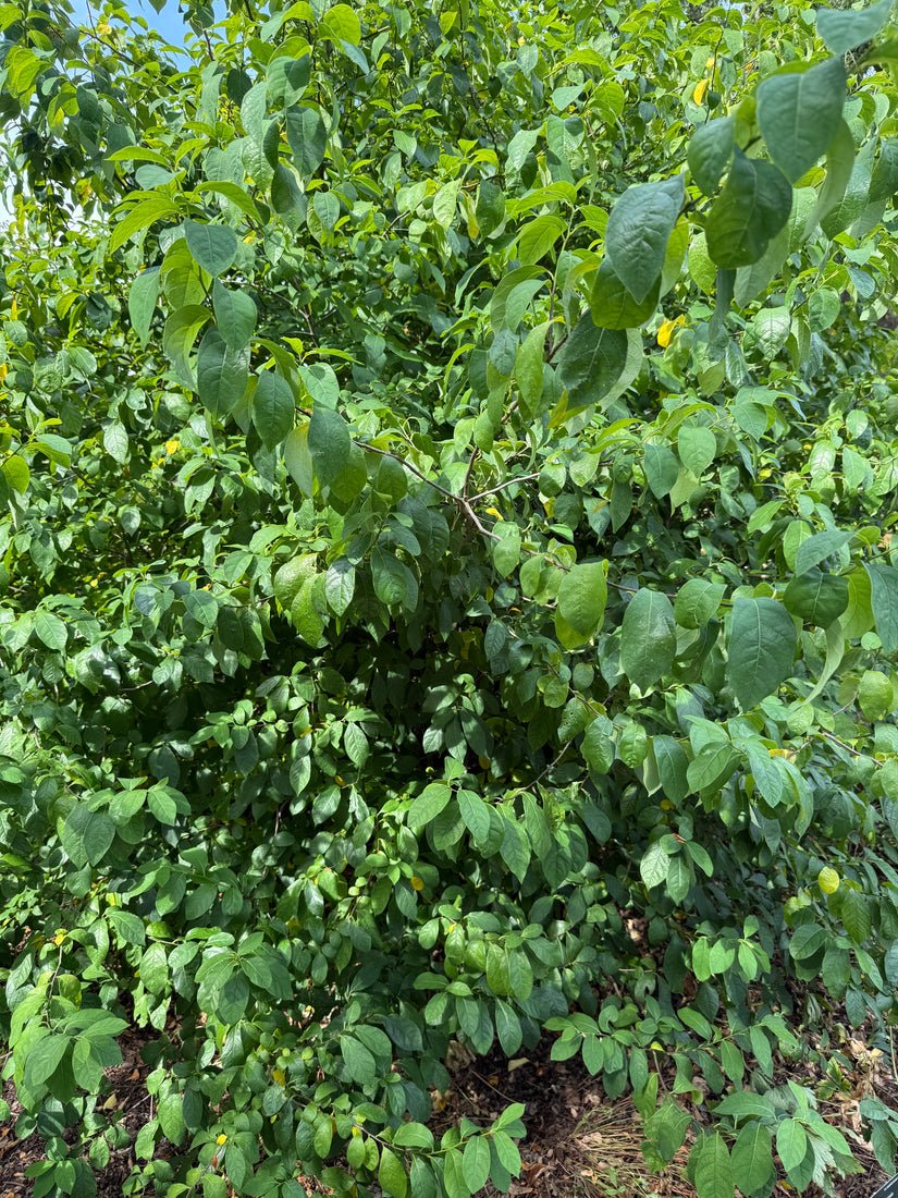 Fieberbusch - Lindera Benzoe