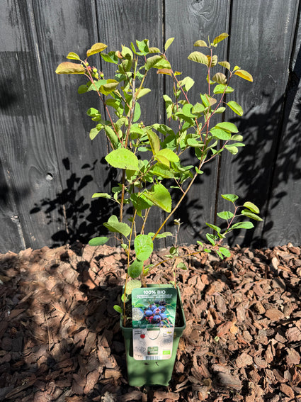 Bio-Zwerg-Johannisbeerbaum - Amelanchier spicata