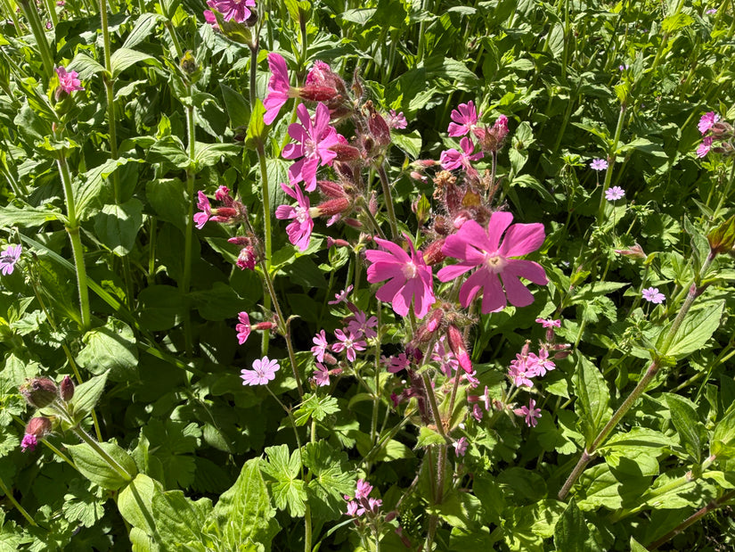 Taglichtnelke - Silene dioica