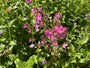 Taglichtnelke - Silene dioica