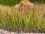 Japanisches Blutgras - Imperata cylindrica 'Red Baron'