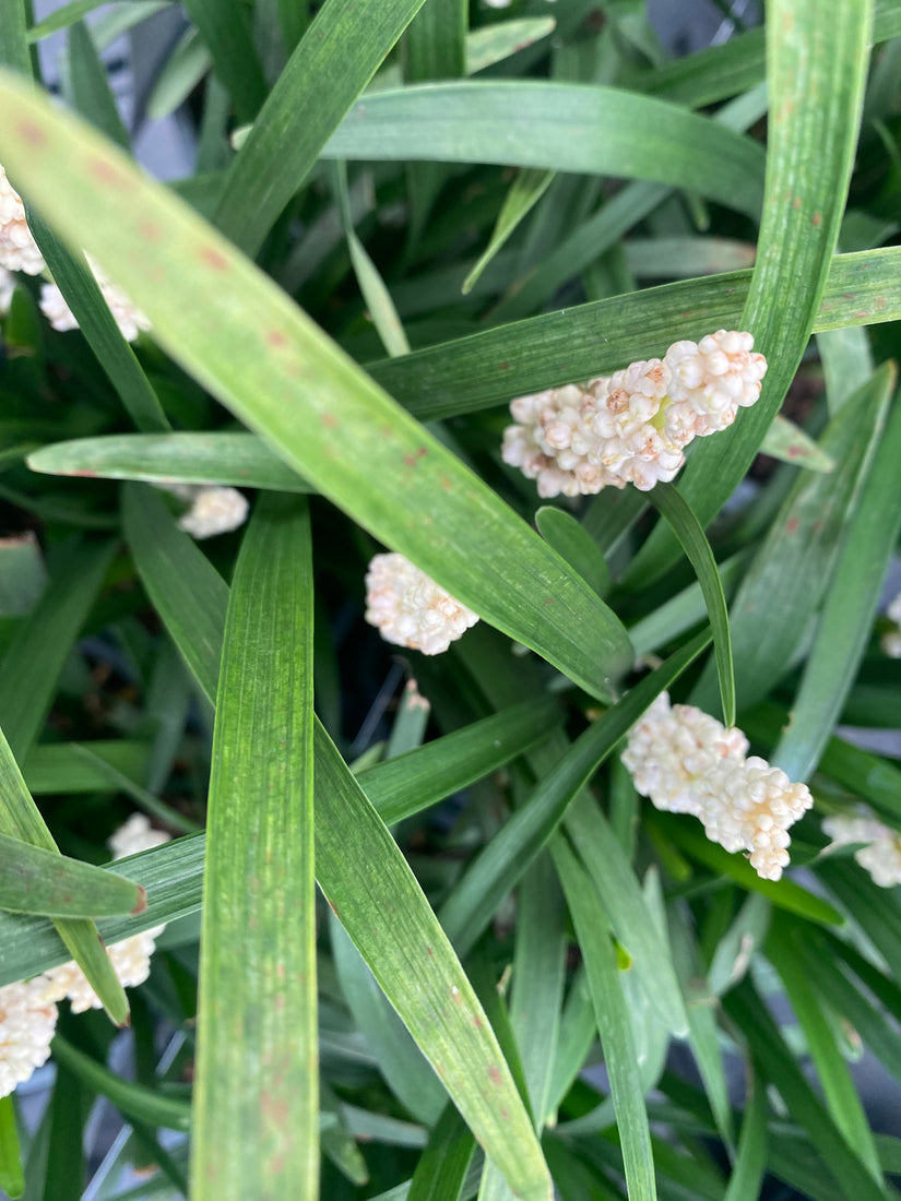 Liliengras - Liriope muscari 'Monroe white'