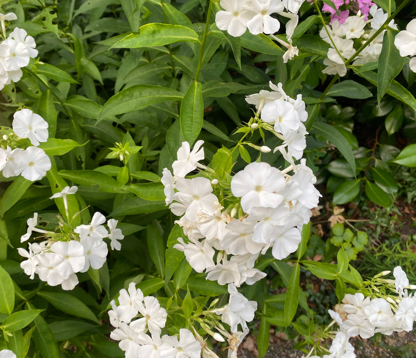 Phlox - Phlox 'White Admiral' TIPP