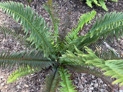 Nadelfarn (Wintergrün) - Polystichum munitum