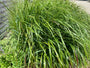 Bio-Straußenrohr - Calamagrostis x acutiflora 'Karl Foerster' TIPP