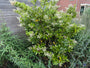 Mehrstämmiger Liguster - Ligustrum japonicum 'Texanum' (immergrüner Zierstrauch)