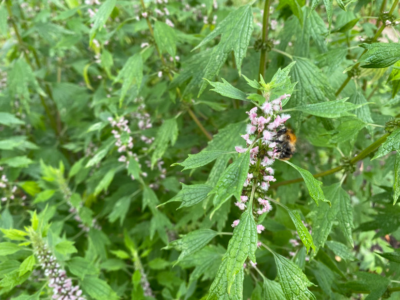 Herzstamm – Leonurus cardiaca