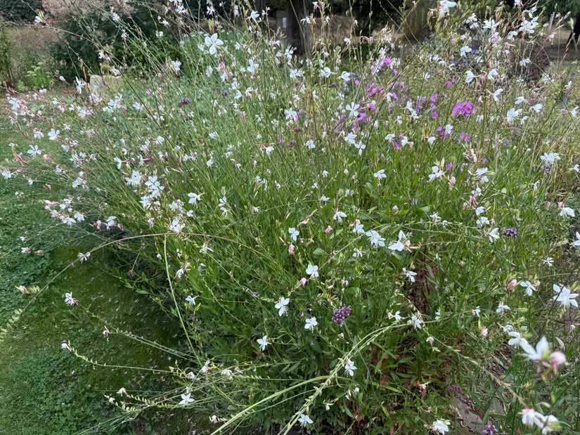 Wunderschöne Kerze - Gaura lindheimeri 'Whirling Butterflies'