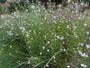 Wunderschöne Kerze - Gaura lindheimeri 'Whirling Butterflies'