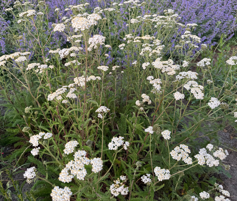 Gewöhnliche Schafgarbe - Achillea millefolium 'White Beauty'