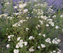 Gewöhnliche Schafgarbe - Achillea millefolium 'White Beauty'
