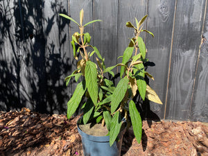 40-60 cm, C10