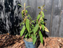 Schneeball - Viburnum Rhytidophyllum