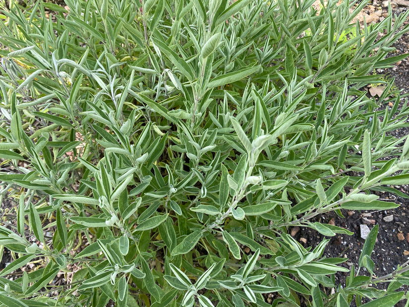 Echter Salbei – Salvia Officinalis