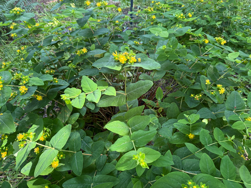 Hirschheu - Hypericum calycinum