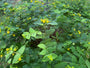 Hirschheu - Hypericum calycinum
