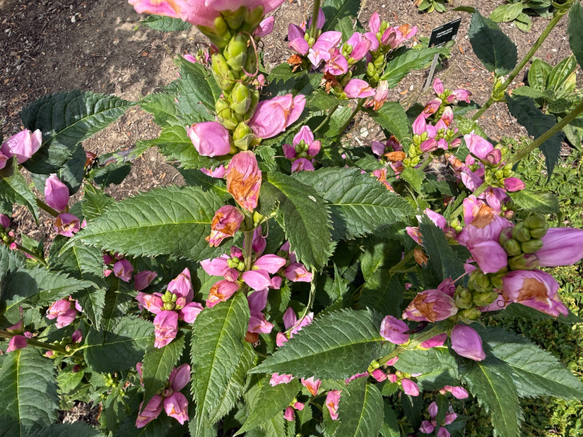 Schildkrötenblume - Chelone obliqua