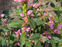 Schildkrötenblume - Chelone obliqua