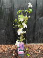 Hellrosa Bergwaldrebe - Clematis montana 'Rubens'