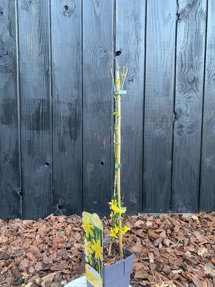 Winterjasmin (Gelb) - Jasminum nudiflorum