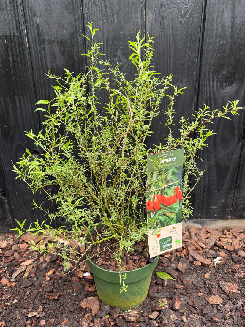 Bio-Goji-Beere – Lycium barbarum „Little Goji“ BIO