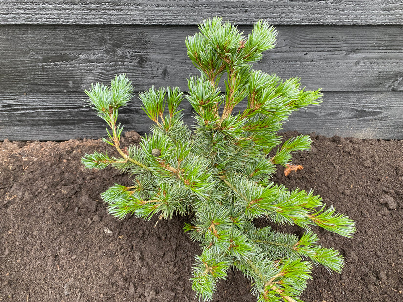 Japanische Kiefer - Pinus parviflora 'Negishi' (Bonsai)