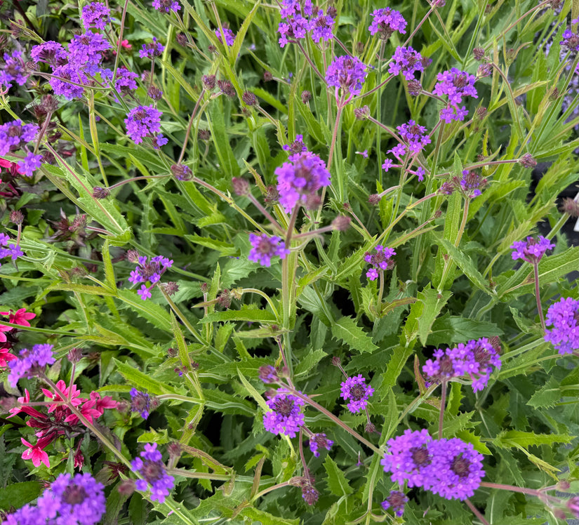 Eisenkraut - Verbena Rigida 'Lilacina'