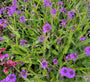 Eisenkraut - Verbena Rigida 'Lilacina'
