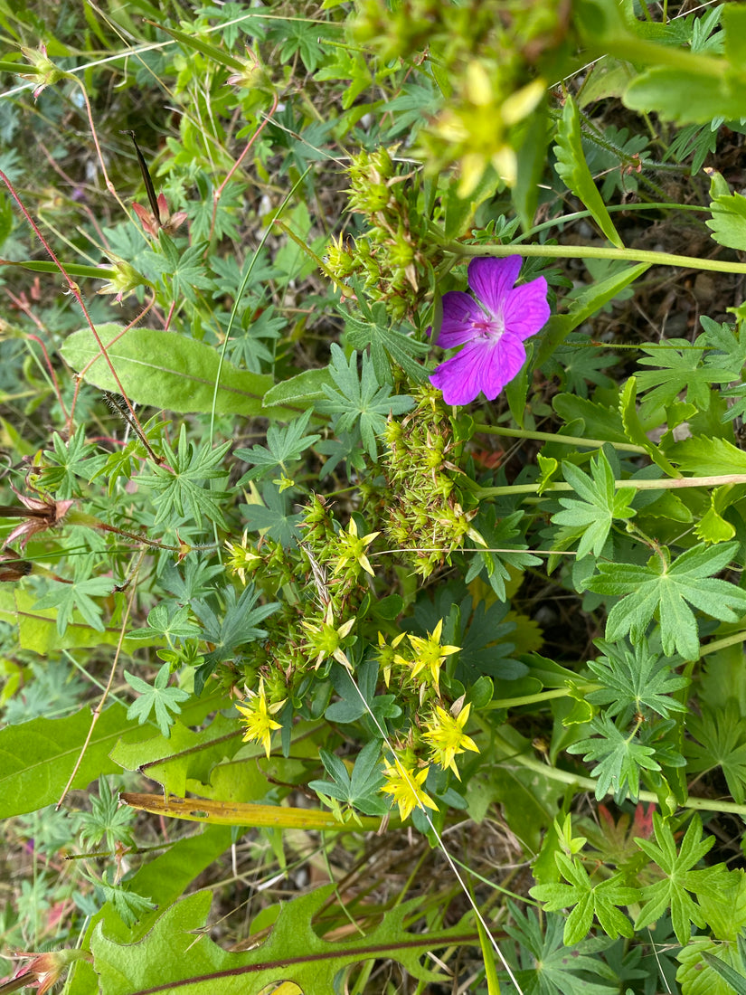 Gelber Morgenstern - Tragopogon pratensis subsp. pratensis