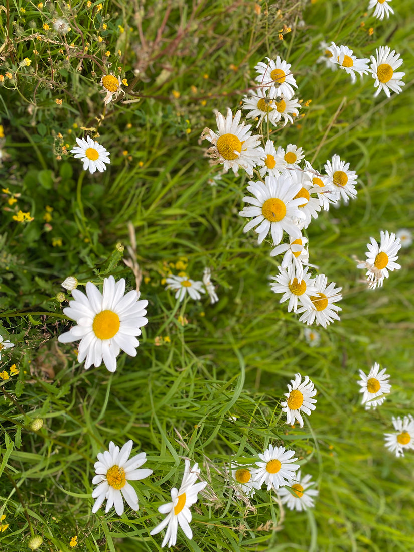 Gänseblümchen - Leucanthemum vulgare 'Maikönigin'