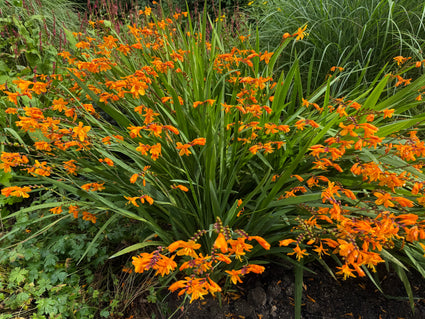 Montbretia - Crocosmia 'Emily McKenzie'