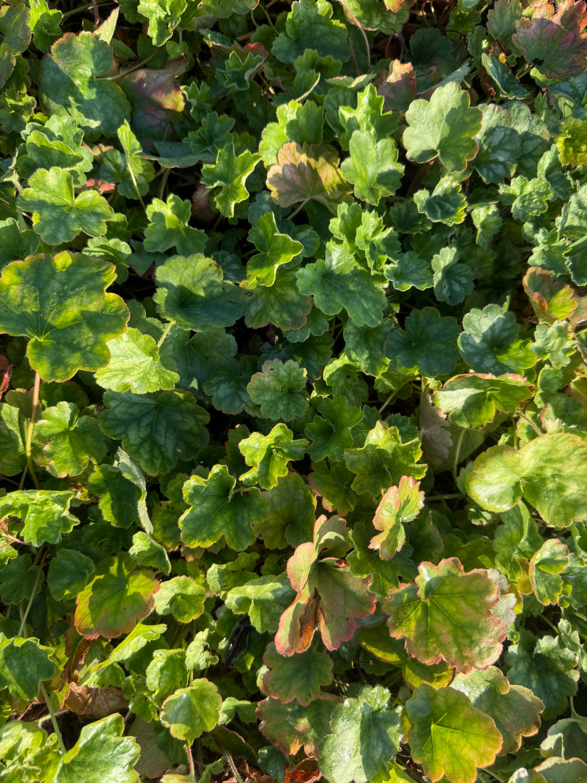 Purplebell - Heuchera sanguinea 'Leuchtkäfer'