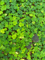 Weißer Sauerampfer - Oxalis acetosella