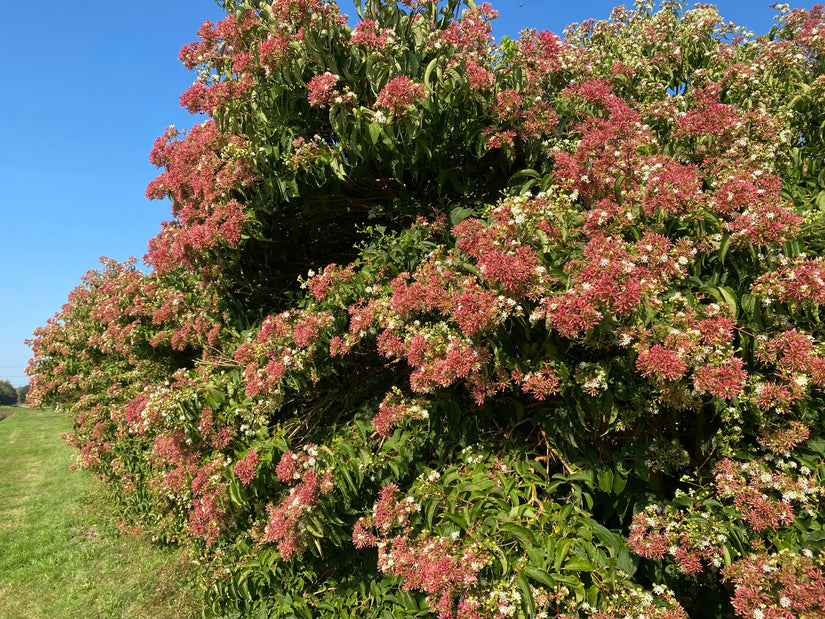 Sieben-Söhne-Baum - Heptacodium miconioides 175-200 cm