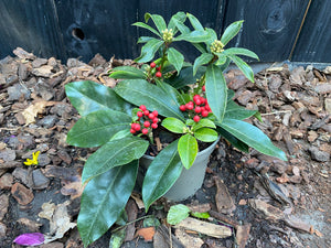 20-30 cm, C1.5