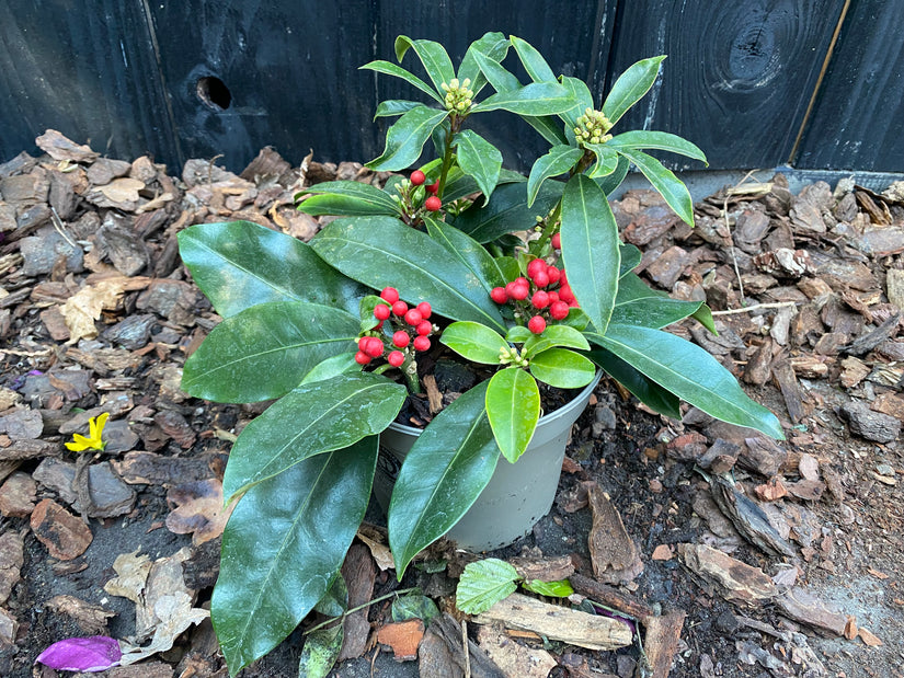 Skimmia Reevesiana