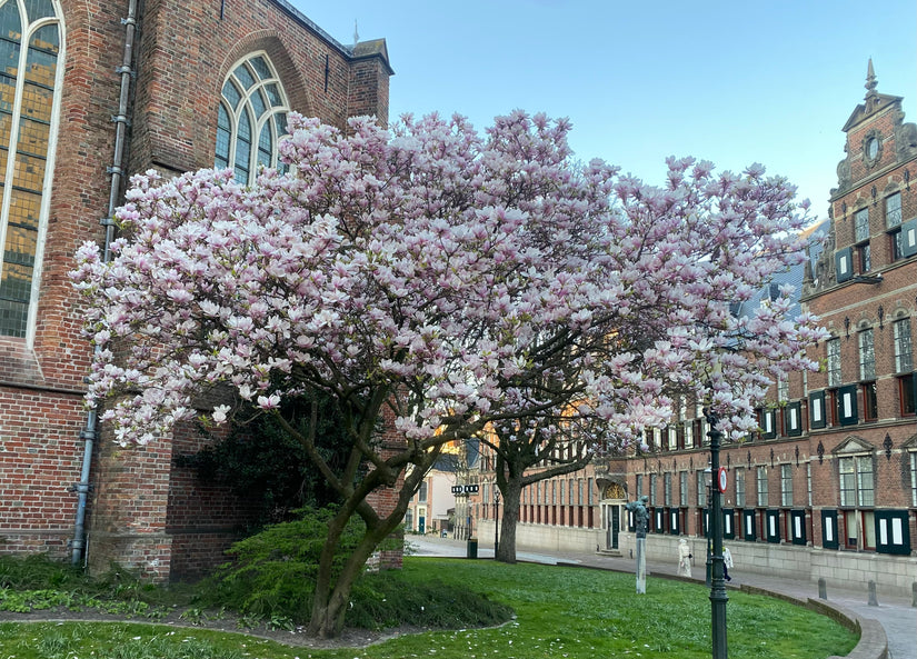 Gewöhnliche Magnolie - Magnolia x soulangeana